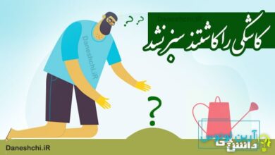 کاشکی را کاشتند سبز نشد