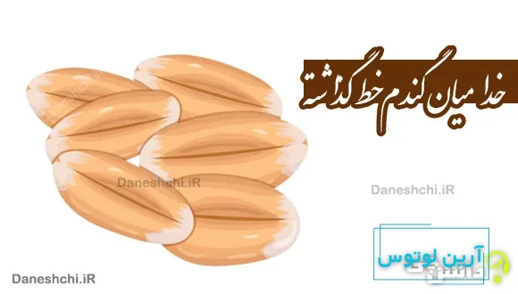 خدا میان گندم خط گذاشته