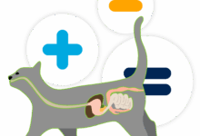 Digestive problems in cats