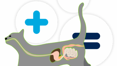 Digestive problems in cats