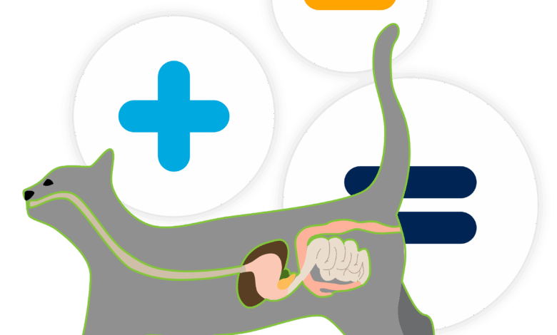 Digestive problems in cats