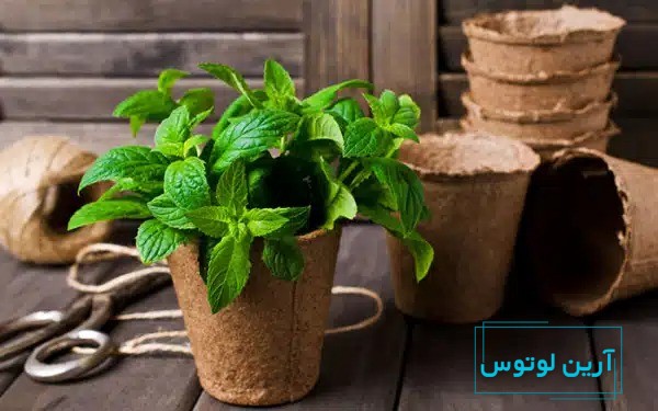 گیاه برکت و رزق و روزی