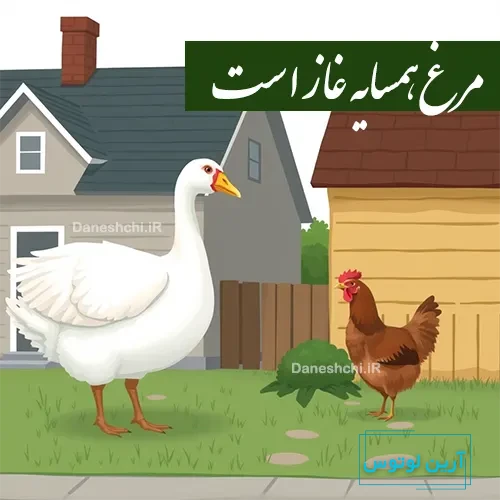 مرغ همسایه غاز است 