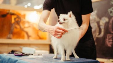 کاربرد انواع برس سگ