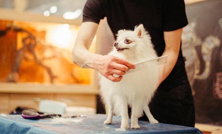 کاربرد انواع برس سگ