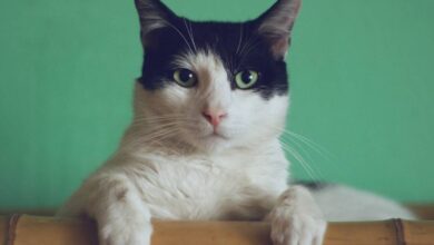 دلایل و روش های درمان استرس گربه