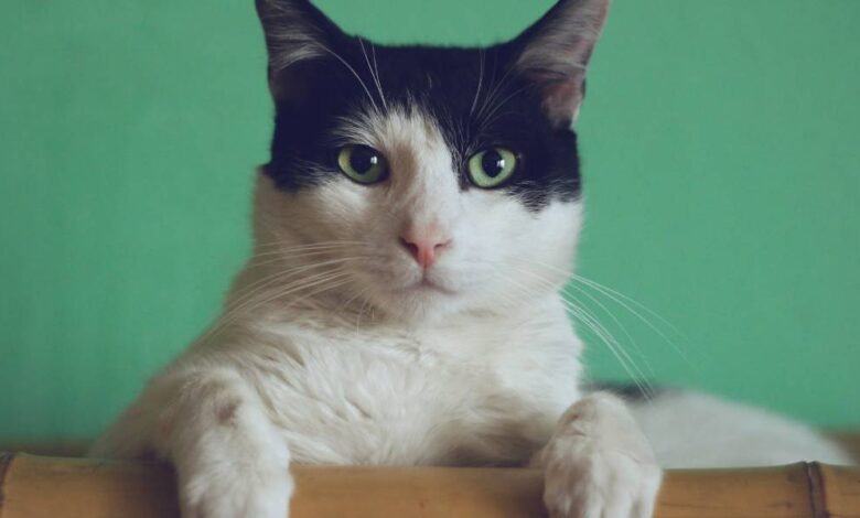 دلایل و روش های درمان استرس گربه