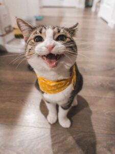 ترسیدن گربه