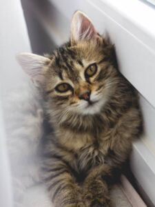 اضطراب گربه