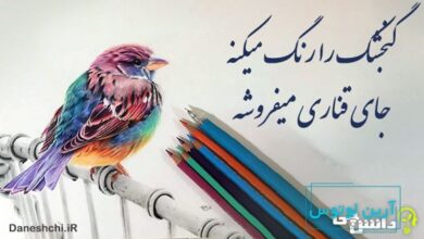 گنجشک را رنگ میکنه جای قناری میفروشه