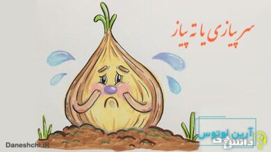 سر پیازی یا ته پیاز