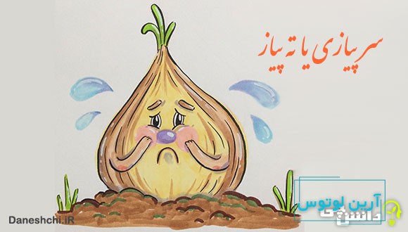 سر پیازی یا ته پیاز