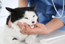 بیماری دهان و دندان گربه و درمان آن