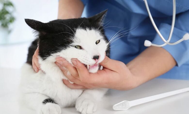 بیماری دهان و دندان گربه و درمان آن