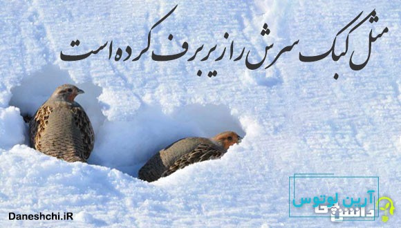 مثل کبک سرش را زیر برف کرده است 