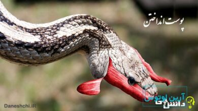 معنی پوست انداختن