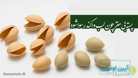 پسته بی مغز چون لب وا کند رسوا شود