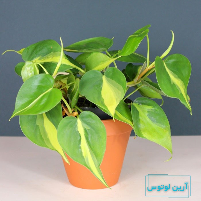 عکس گل خوشبختی و عشق