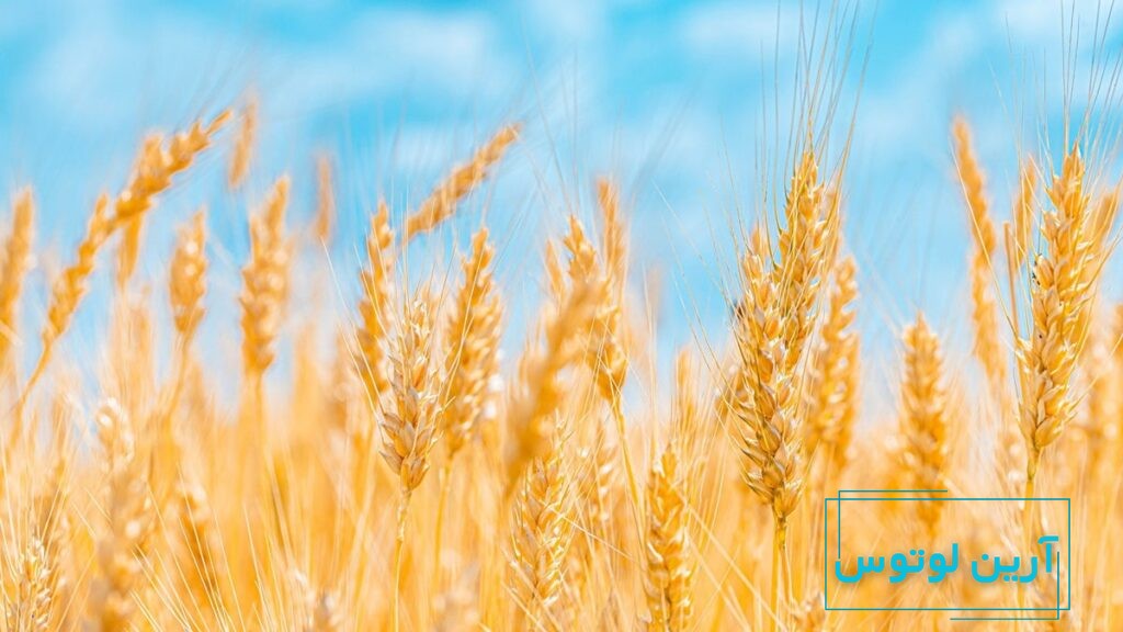 عکس گندم‌زار در فنگ شویی