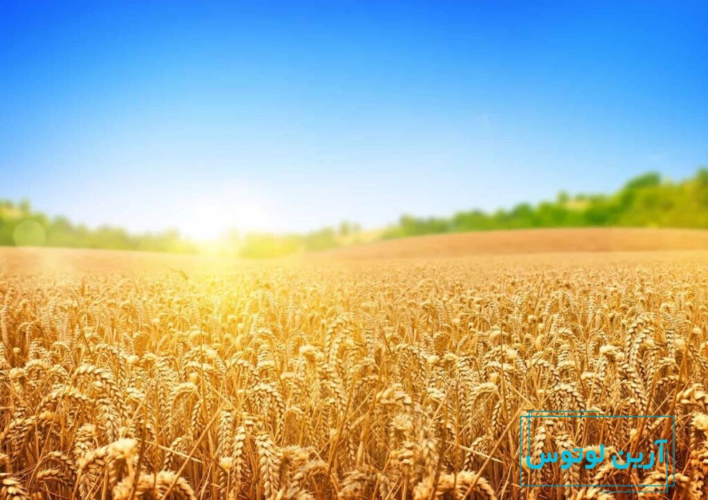 عکس گندم‌زار در فنگ شویی