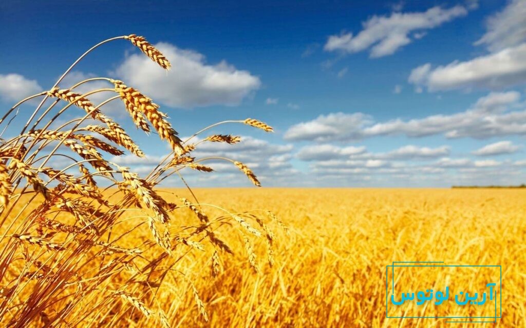عکس گندم‌زار در فنگ شویی