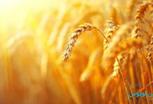 عکس گندم‌زار در فنگ شویی