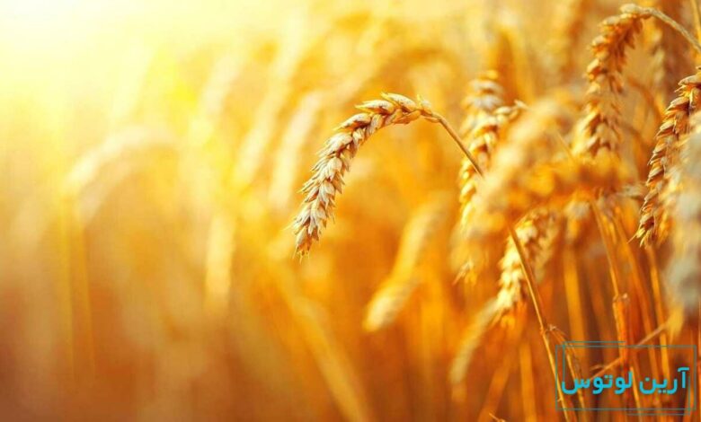 عکس گندم‌زار در فنگ شویی