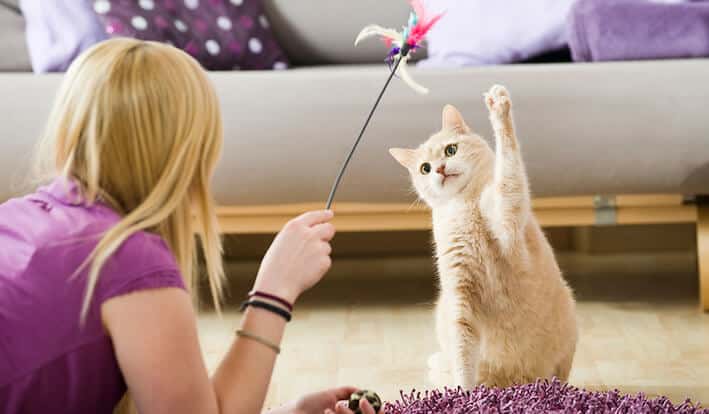 فواید بازی کردن با گربه