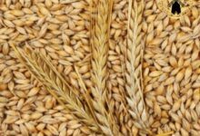 مراکز خرید آرد جو