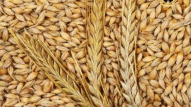 مراکز خرید آرد جو