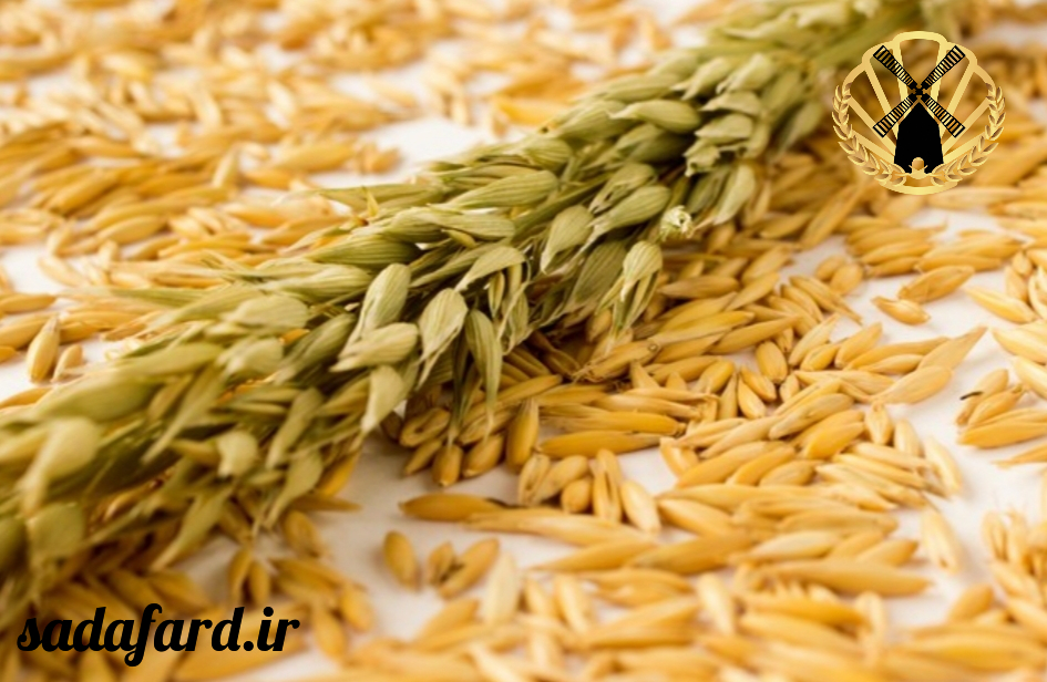 نان جو دو سر یکی از بهترین نان ها ی پر فیبر و سالم در میان دیگر نان ها می باشد.