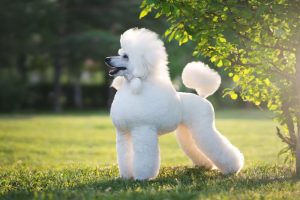 poodle dog