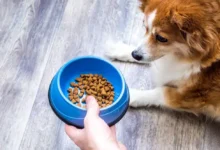 ظرف غذای سگ