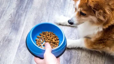 ظرف غذای سگ