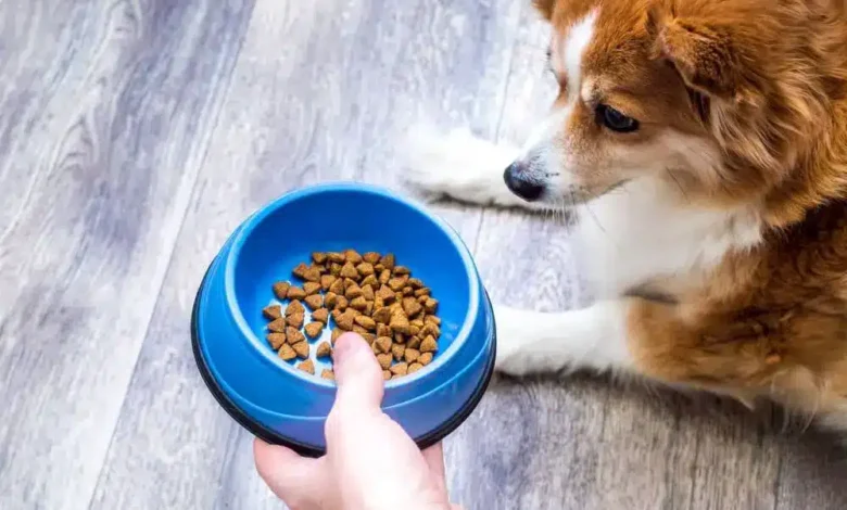 ظرف غذای سگ