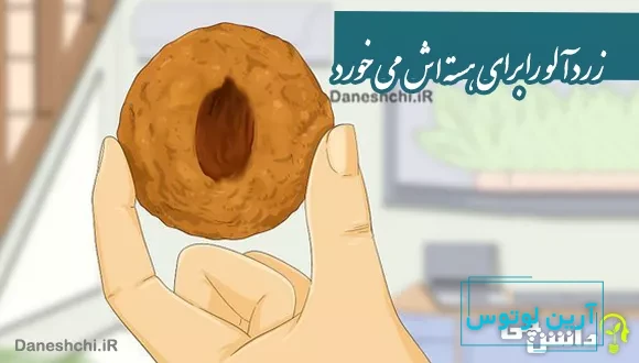 ضرب المثل زردآلو را برای هسته اش می خورد