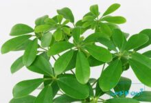 گل شفلرا در فنگ شویی