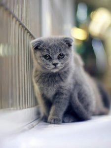 گربه اسکاتیش فولد