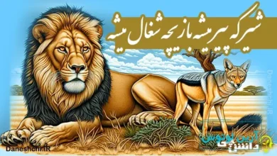 شیر که پیر میشه بازیچه شغال میشه