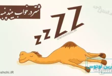 شتر در خواب بیند پنبه دانه