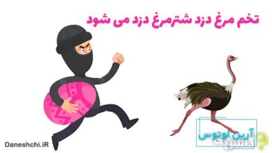 معنی تخم مرغ دزد شترمرغ دزد می شود
