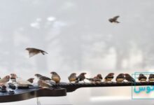 بیوموزیک یا زیست موسیقی چیست؟