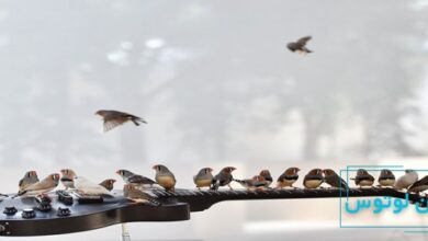 بیوموزیک یا زیست موسیقی چیست؟