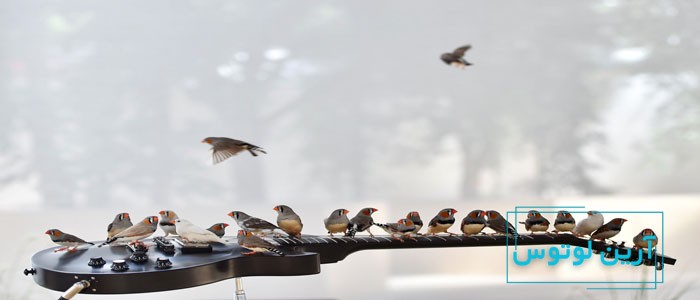 بیوموزیک یا زیست موسیقی چیست؟