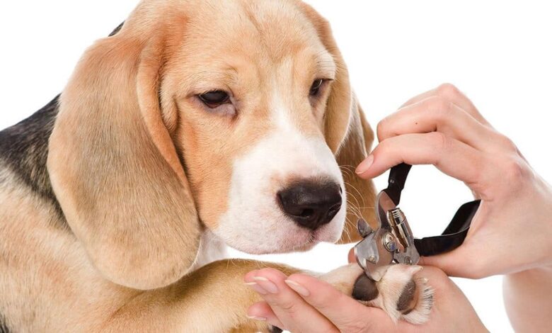 روش صحیح کوتاه کردن ناخن های سگ