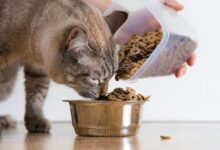 بهترین شرایط برای نگهداری از غذای خشک گربه چیست؟
