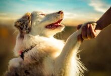 دست دادن به سگ