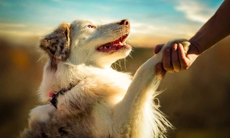 دست دادن به سگ