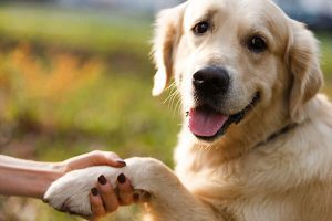دست دادن سگ