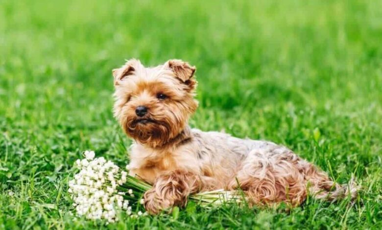 نژاد سگ یورکشایر | معرفی سگ های آپارتمانی